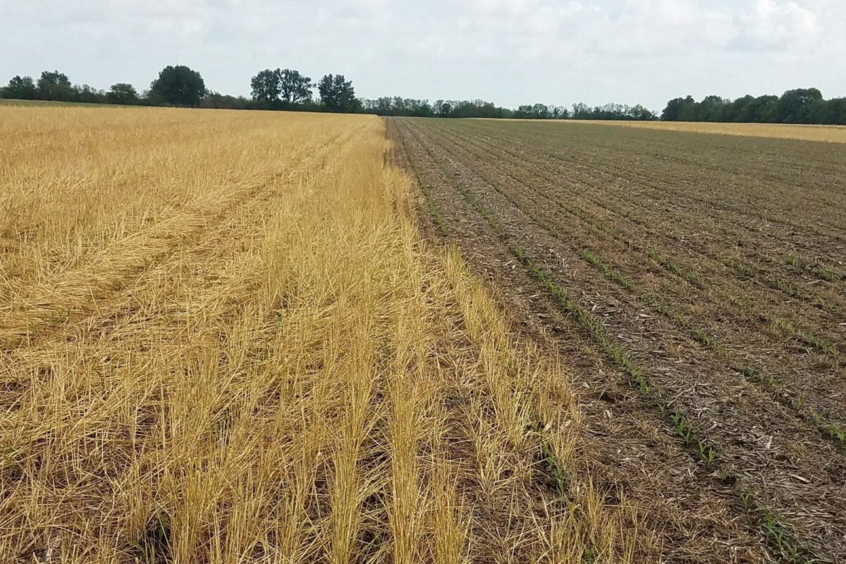 Cereal Rye Cover Crop Termination Date Before Corn