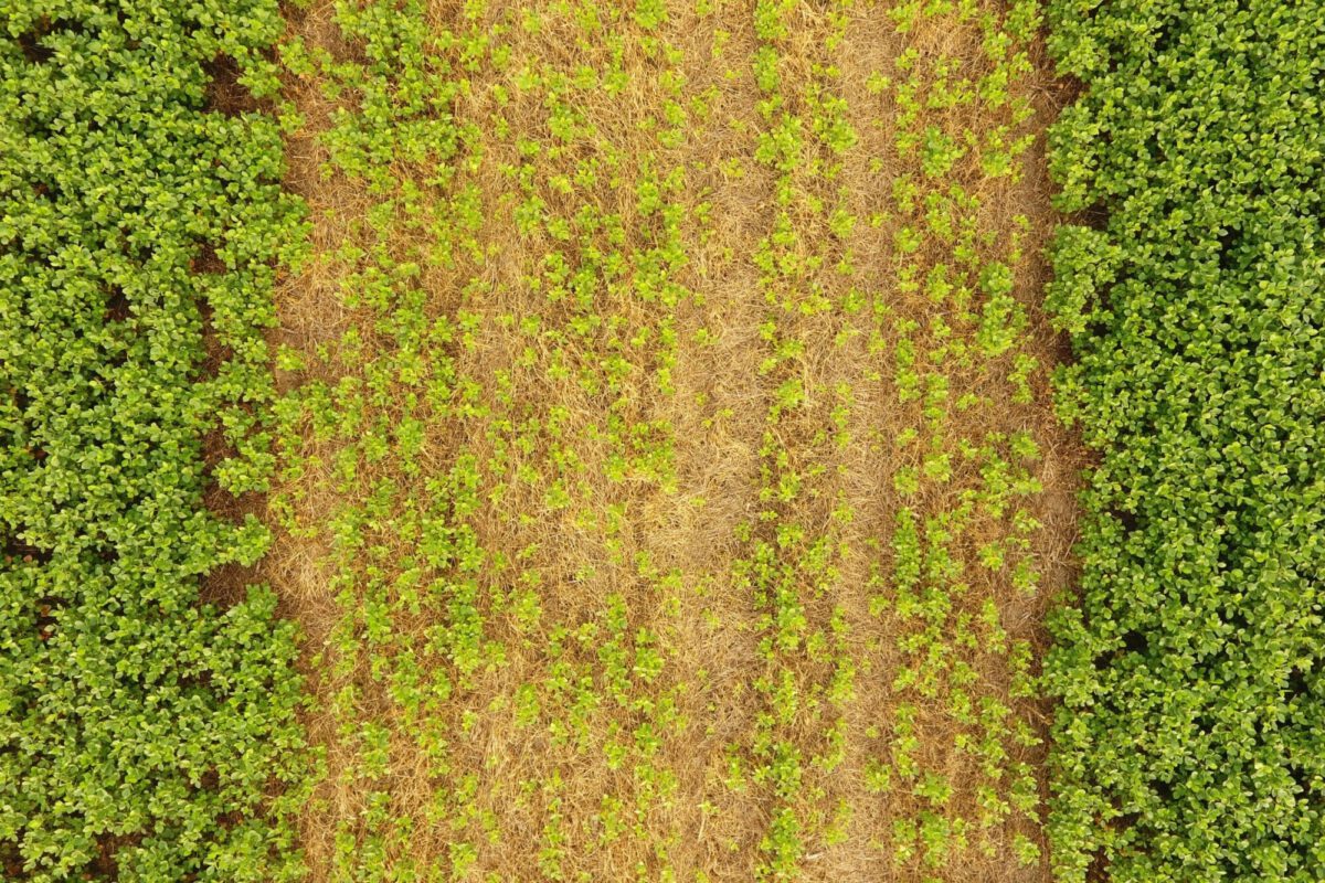 Terminating Cereal Rye Cover Crops After Planting Soybeans