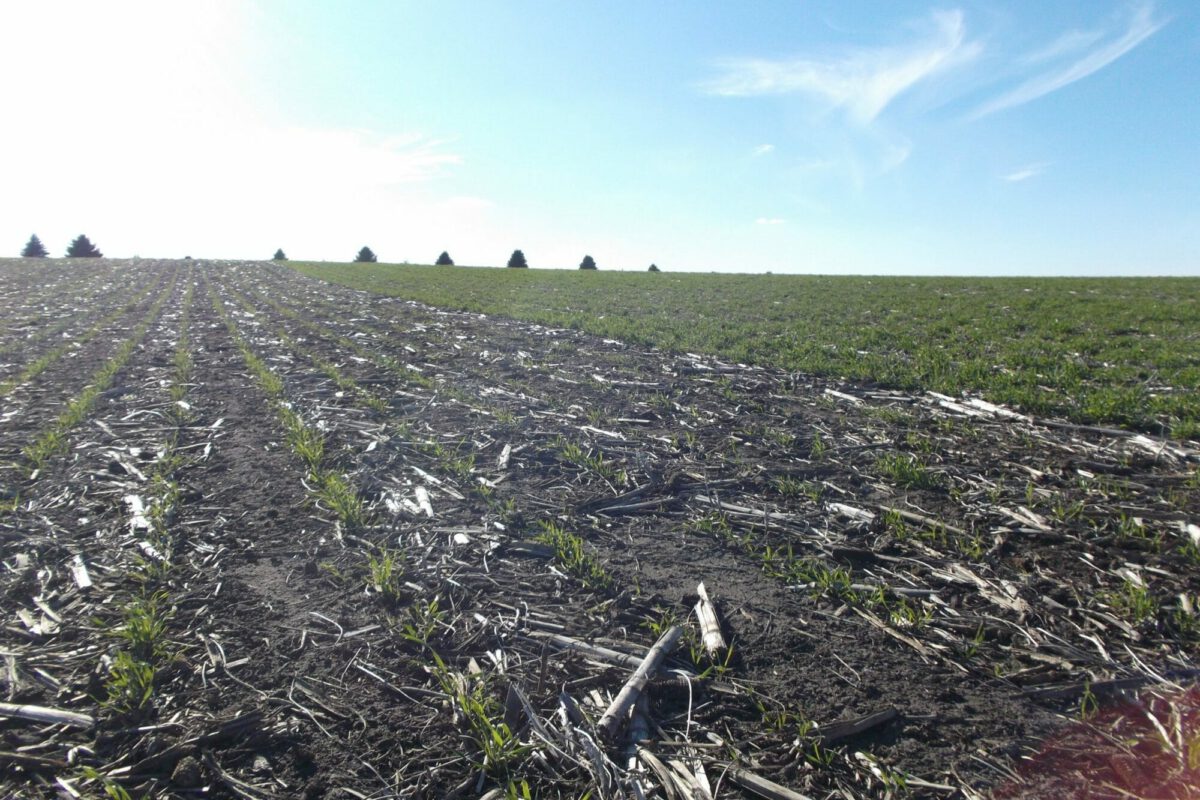 Comparing Cereal Rye Seeding Dates and Rates In Corn