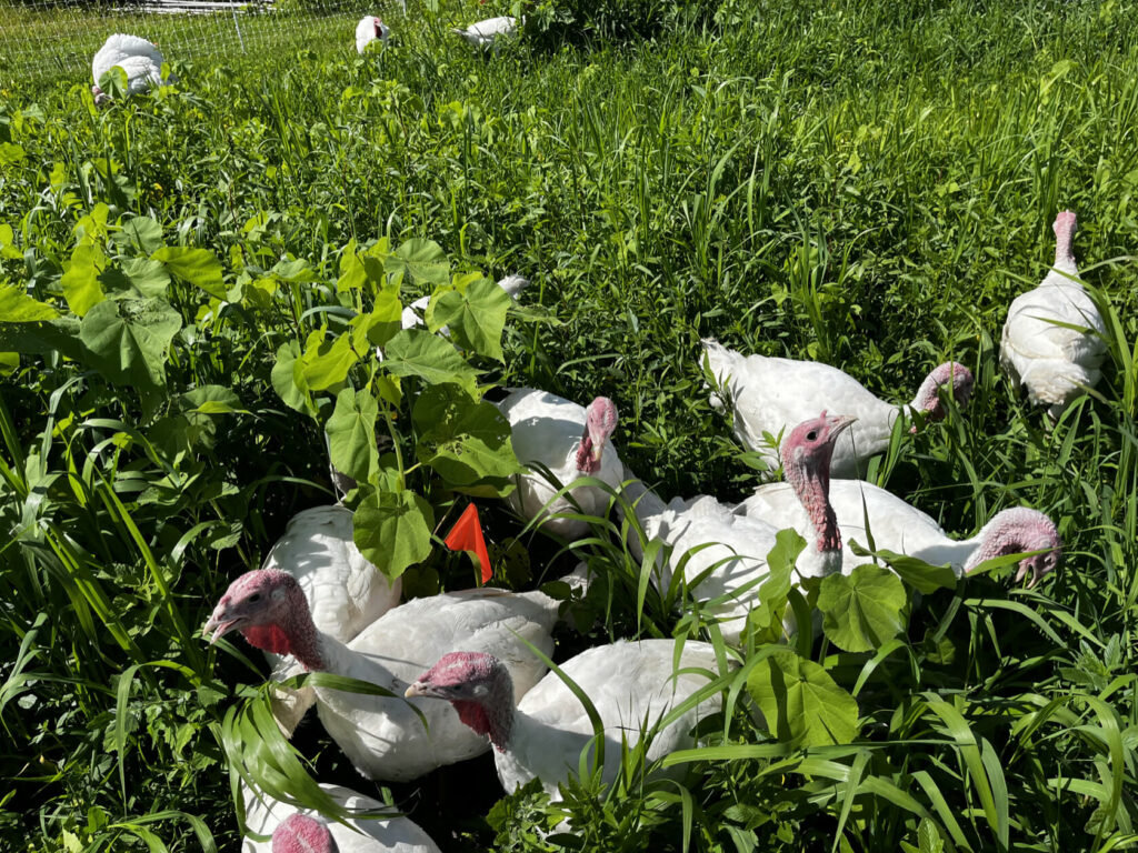1.Farmyard turkeys in September