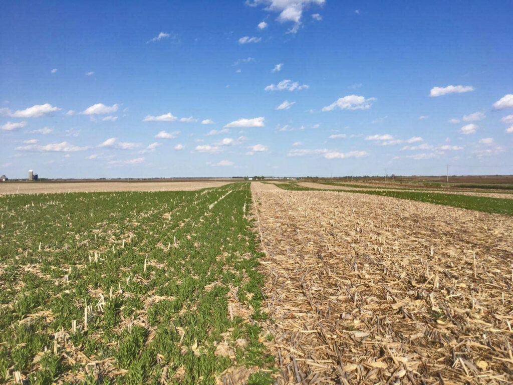 cameilina cover crop