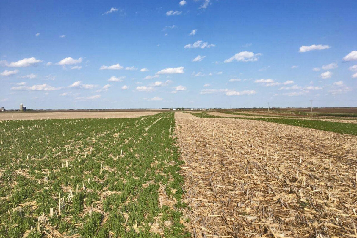 Camelina Cover Crop for Corn and Soybeans