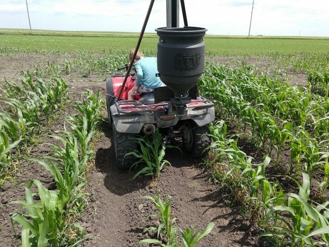 Interseeding Date for Cereal Rye Cover Crop in Seed Corn