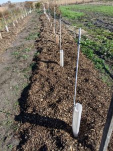 1.honeyberry planting