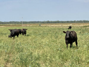 13 WWheat underseedingSeptgrazing AkinWendt