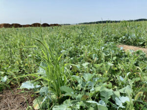 13a WWheat underseedingSeptgrazing AkinWendt