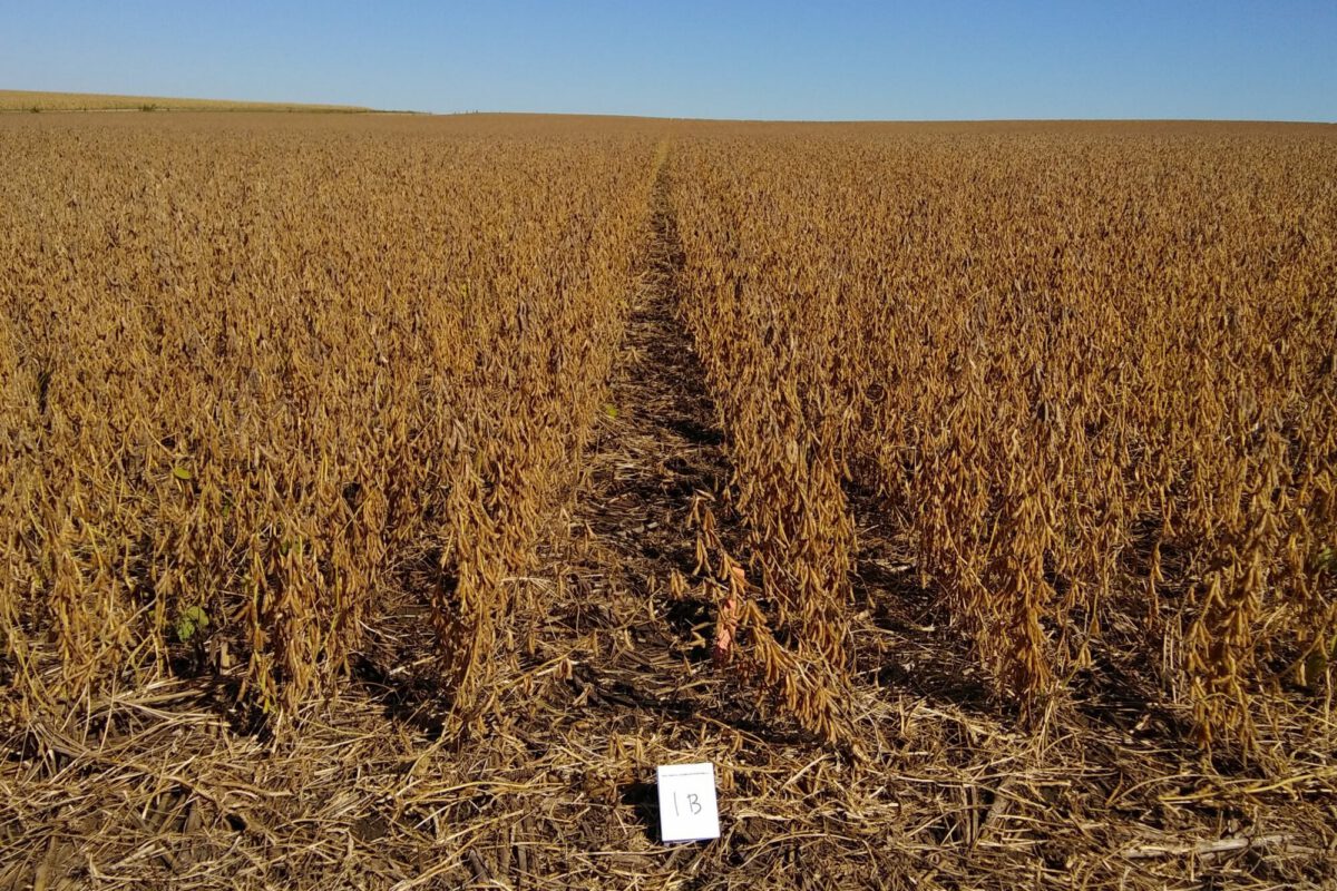 Cereal Rye Cover Crop for Reducing Herbicides in Soybeans