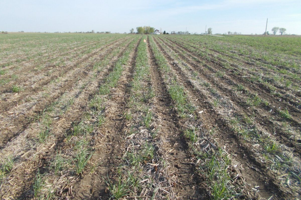 No-till vs. Strip-till Corn and Soybeans Following a Cereal Rye Cover Crop