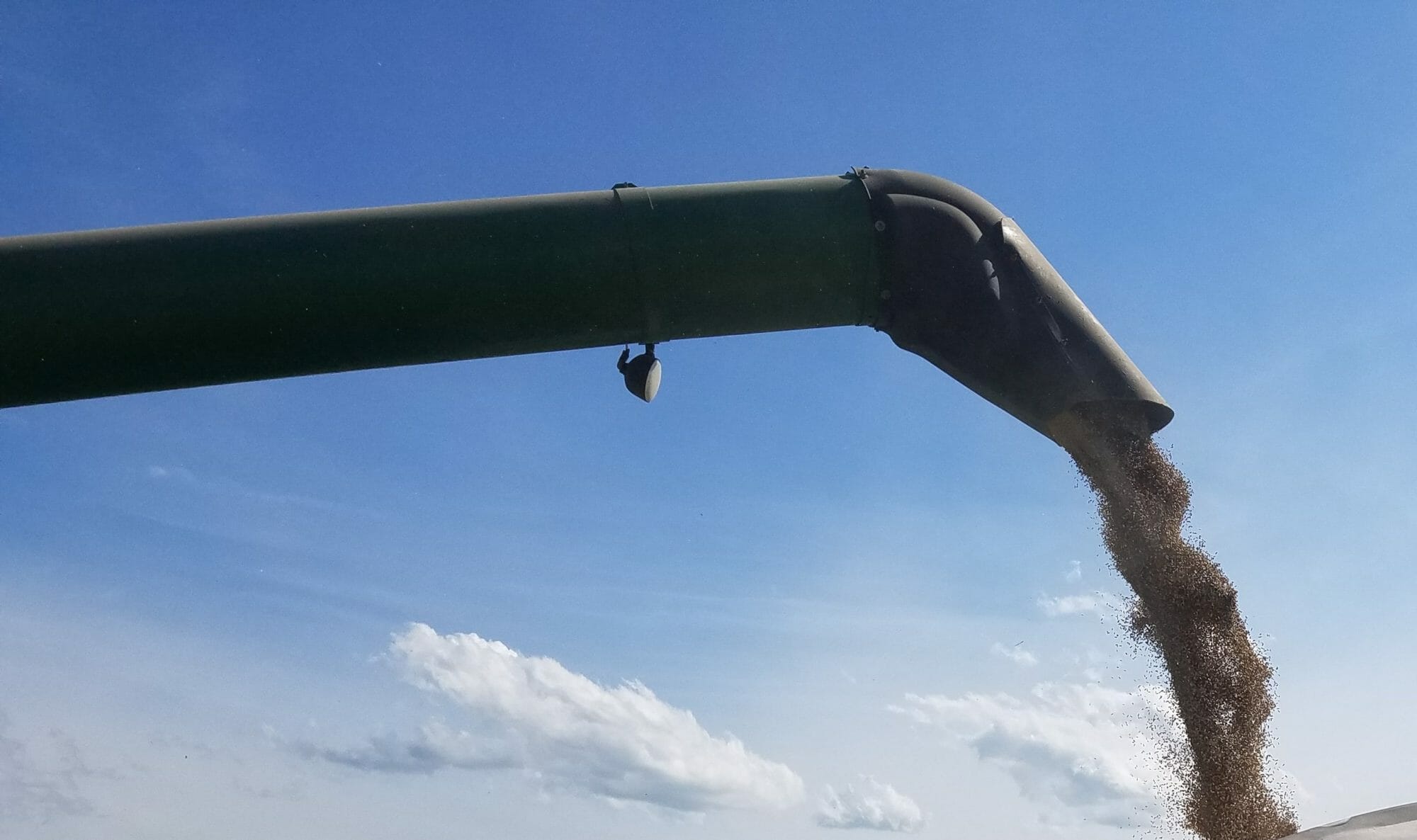 Planting Oats for Seed? Understand Oat Plant Variety Protection Before You Start