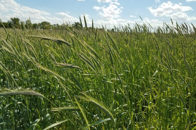 Enrollment Open for Practical Farmers' Cover Crop Cost-Share Program