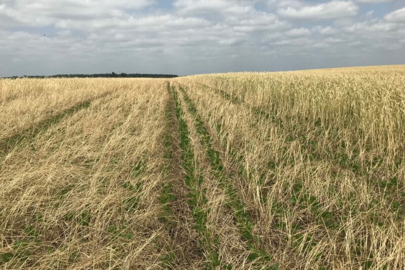 Investigating Ways to Maximize Cover Crop Benefits in Corn