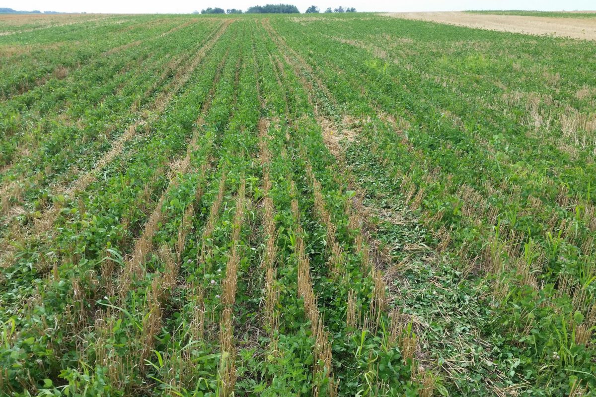 Green Manure Cover Crop Seeding and Termination Dates in Wheat-Corn Rotation