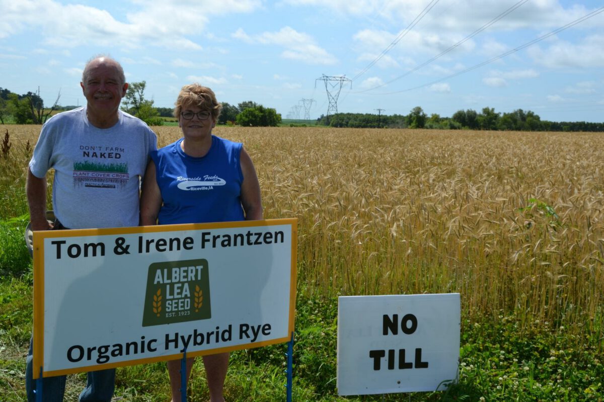 Interseeded and Summer-seeded Green Manure Cover Crops for an Organic Hybrid Rye-Corn System