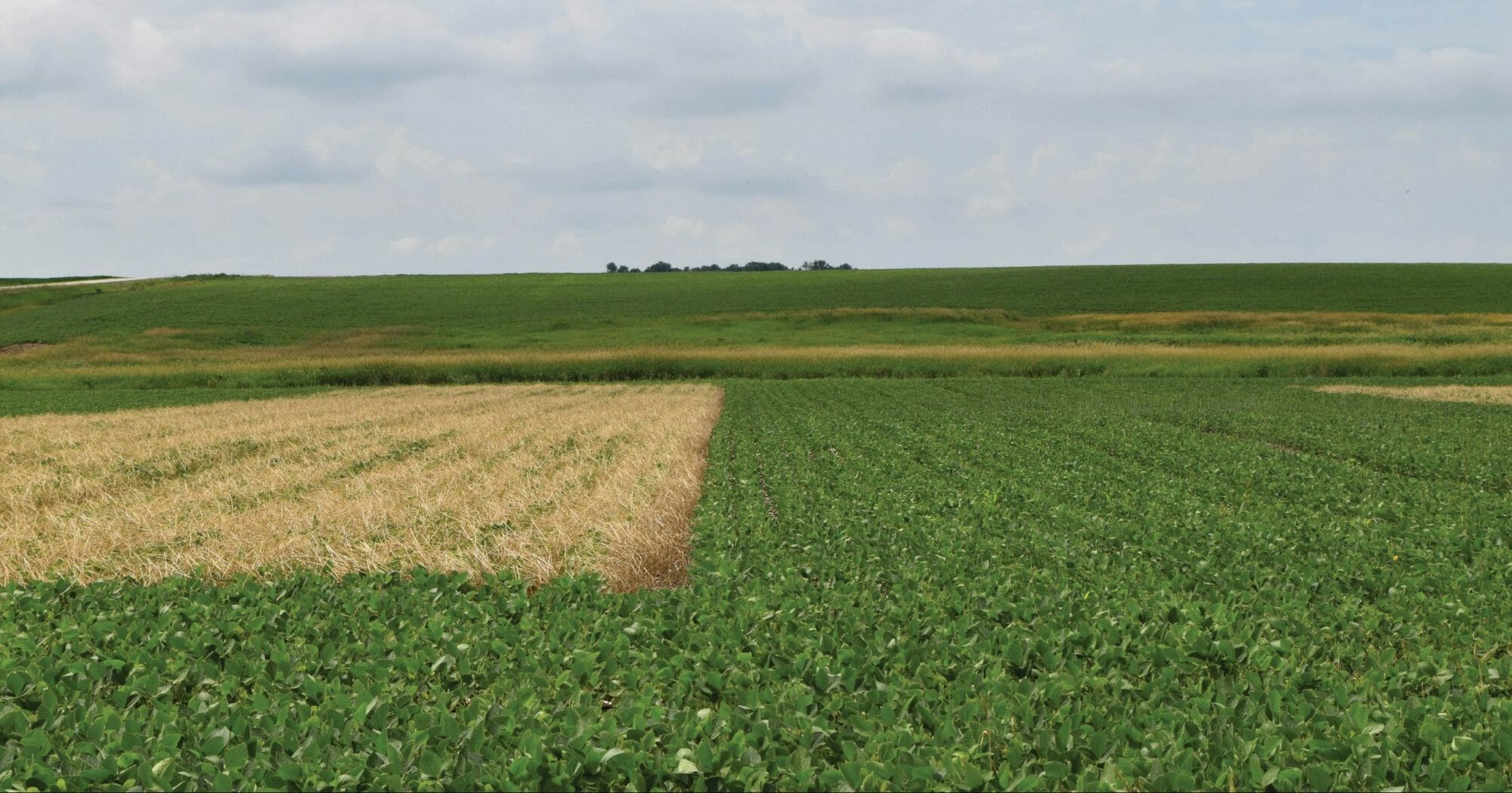Testing the Limits of Terminating Rye in Soybeans
