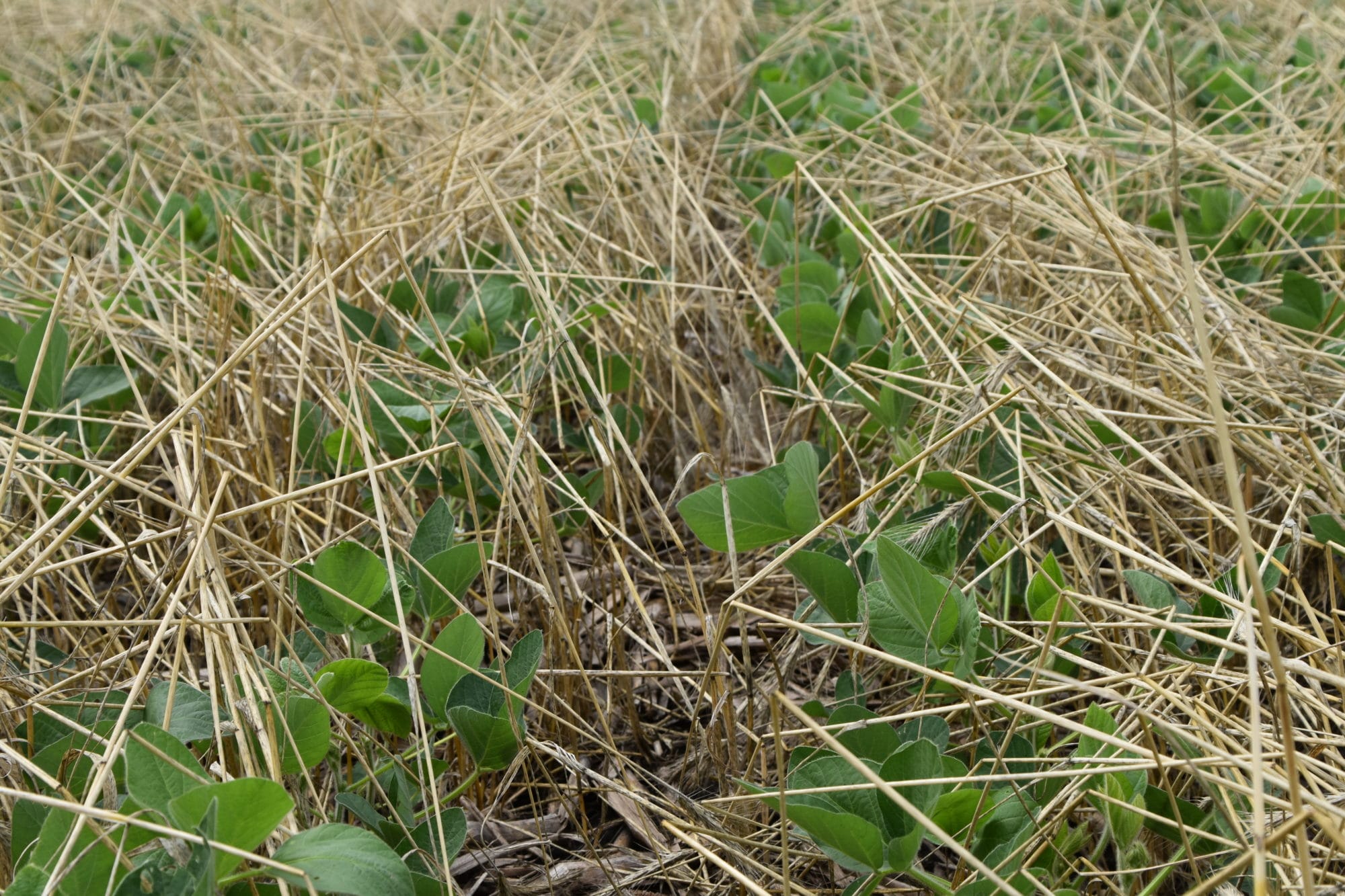 The Advantages of Cover Crops - Winter Webinars