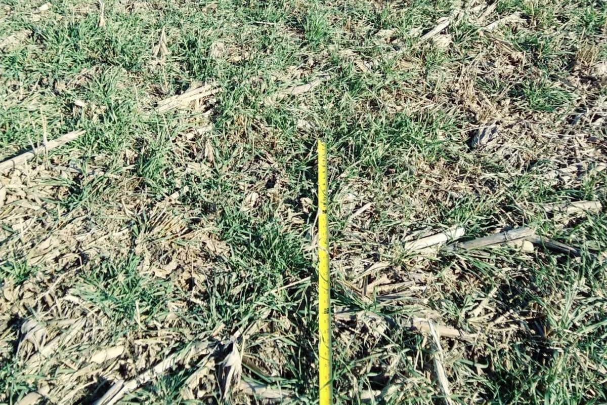 Terminating Cereal Rye After Seeding Soybeans (Or Not!)