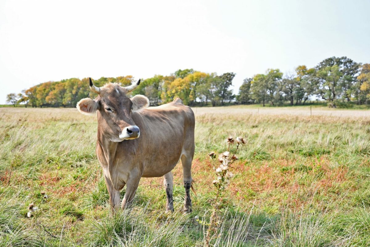 Livestock on the Land