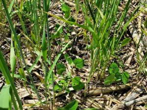 2021 06 01.trifoliate