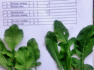 2021.06.15 Leaf Comparison Yagla