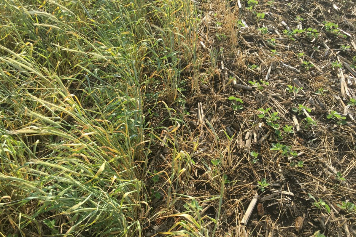 Delayed Rye Cover Crop Termination in Soybeans