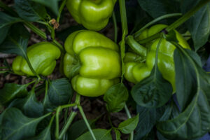20220802 FarmVisit Solko 56