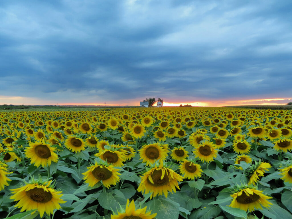 Global Greens Farm and Lutheran Services in Iowa