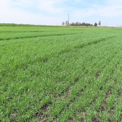Cereal Rye and Triticale Variety Trial 2023