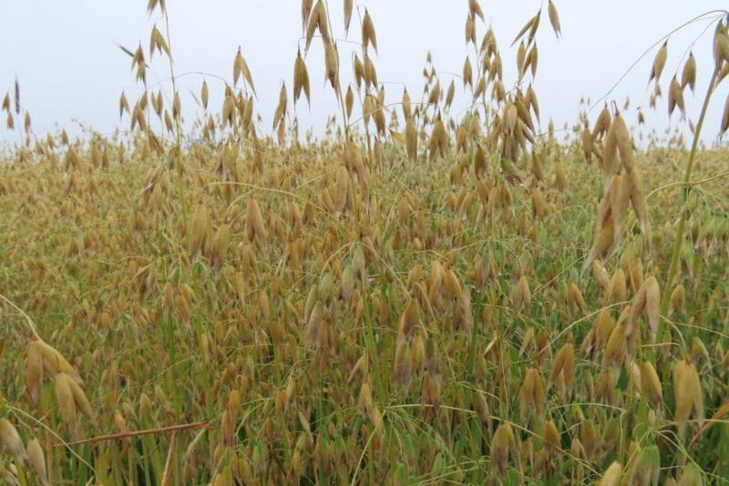 When Conditions Are Right: Exploring Prevention and Management of Fusarium Head Blight in Oats 