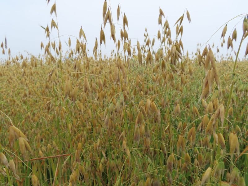 When Conditions Are Right: Exploring Prevention and Management of Fusarium Head Blight in Oats 