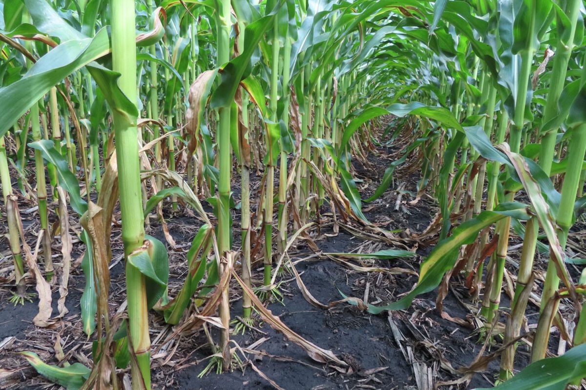 Utrisha N Biological Nitrogen Supplement for Organic Corn