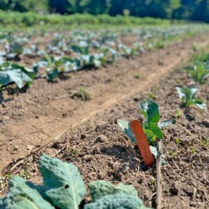 20230820 FieldDay BlackThompson Phone 22