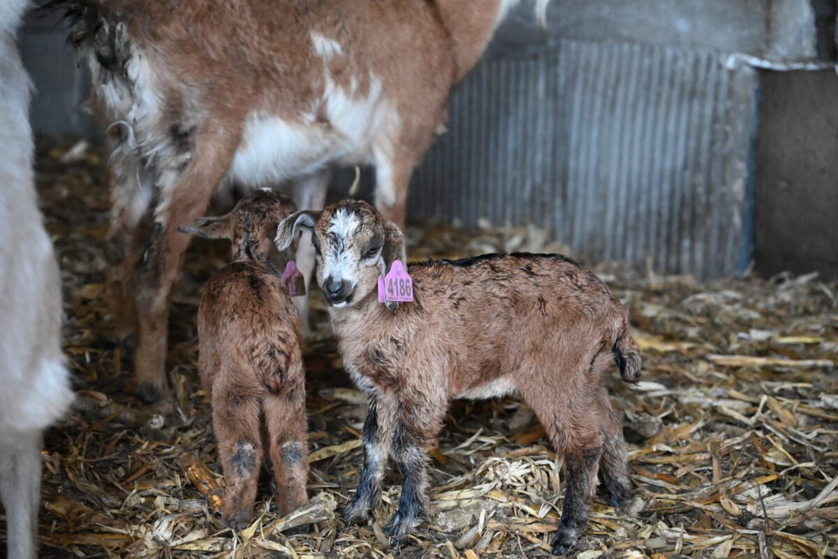 How Does Weaning Timing Affect Growth of Goat Kids?