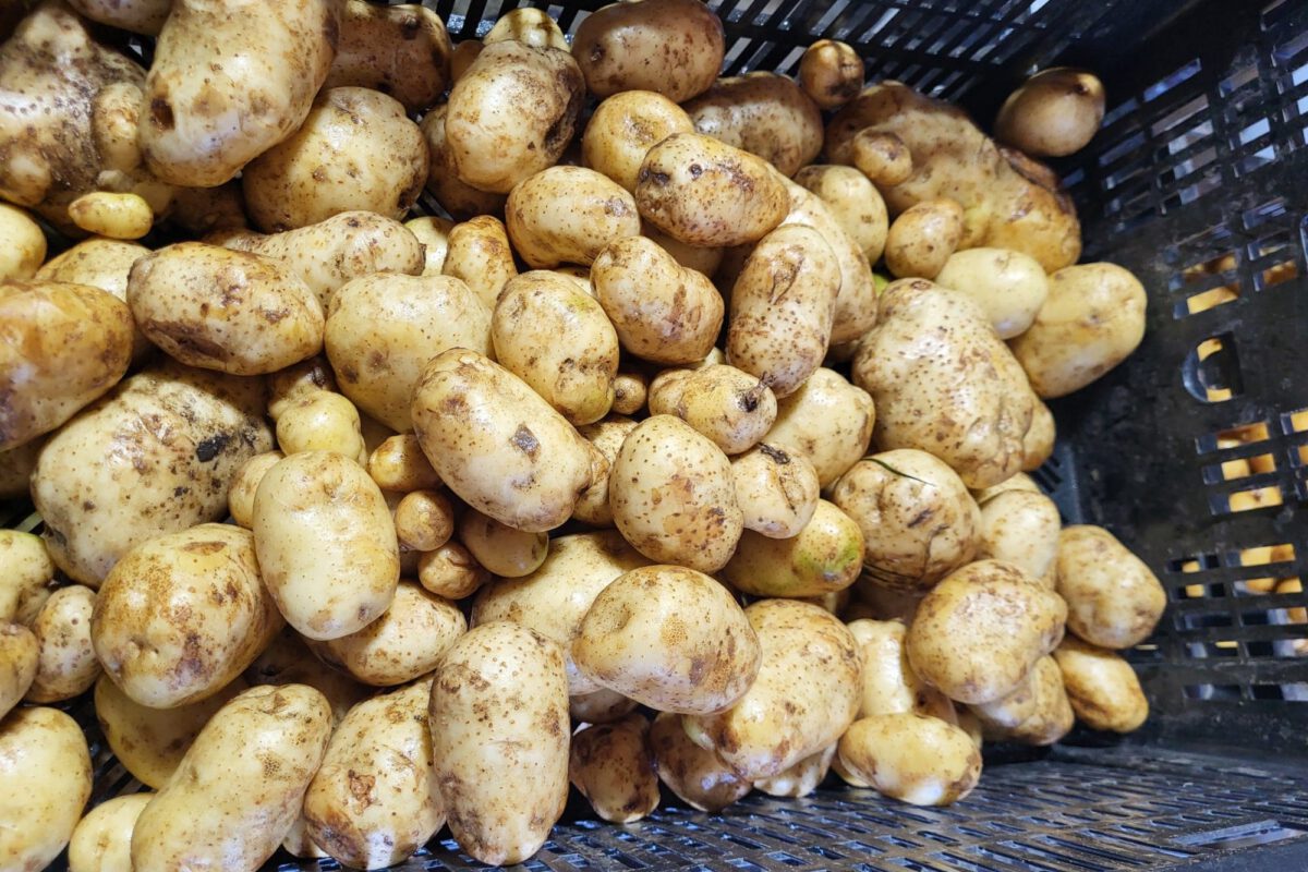 Potato Planting Date
