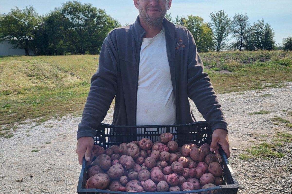 Drip Irrigation for Potatoes