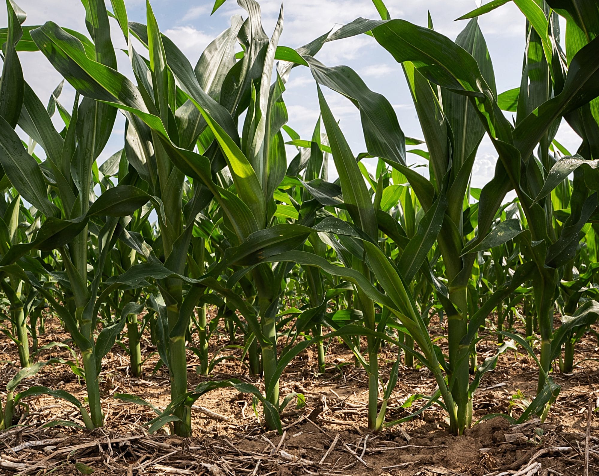 PFI program helps farmers find their optimal nitrogen rate