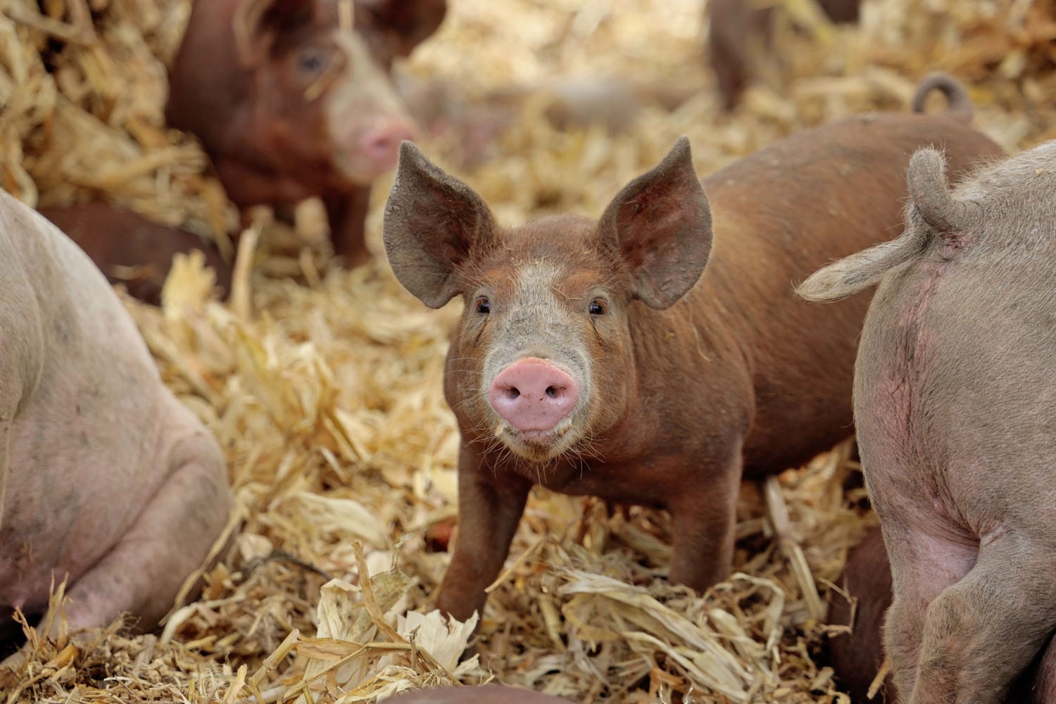 the Practical Farmer: Autumn 2025