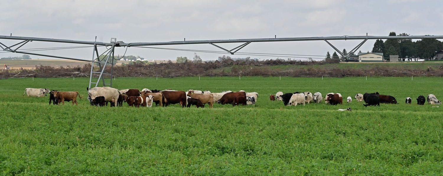 Of Covers and Cowpies