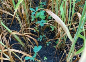 22 SWheat coseeding AkinWendt