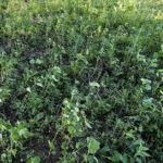 3.Cover Crop on July 10