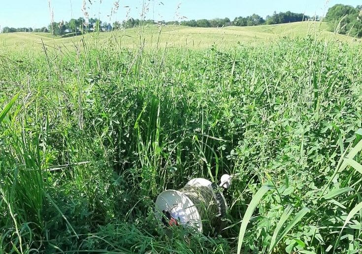 30 days since grazed