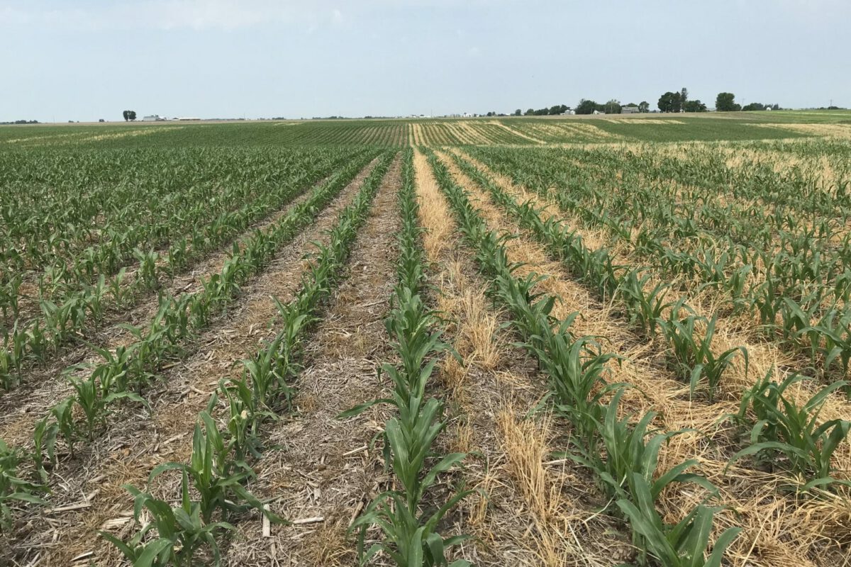 Establishing Cover Crop Skip Zones for Corn