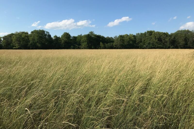 Grazing Kernza with Small Ruminants