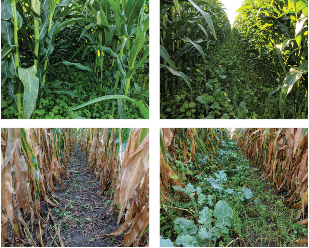 60 inch corn Photo panel
