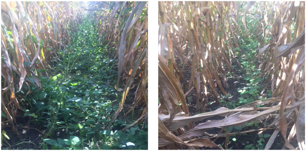 60 inch corn cowpea two panel