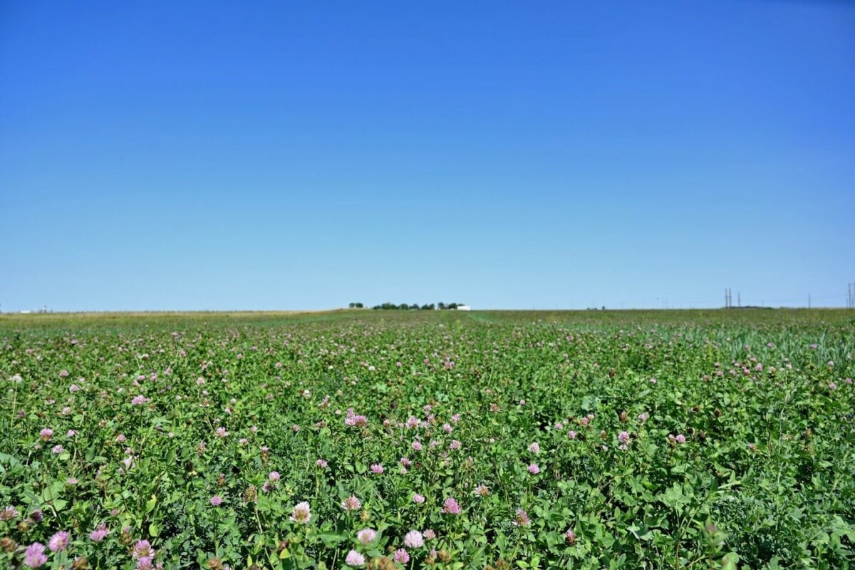 Estimating an N-Credit From Legume Cover Crops