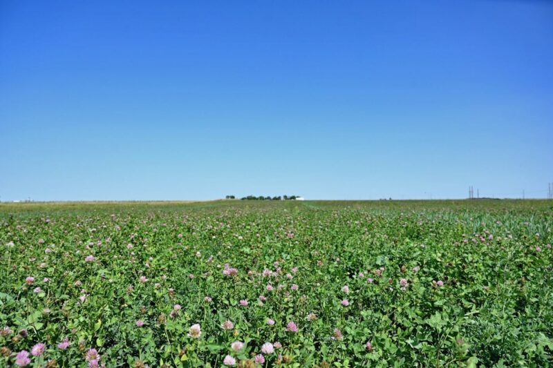 Estimating an N-Credit From Legume Cover Crops