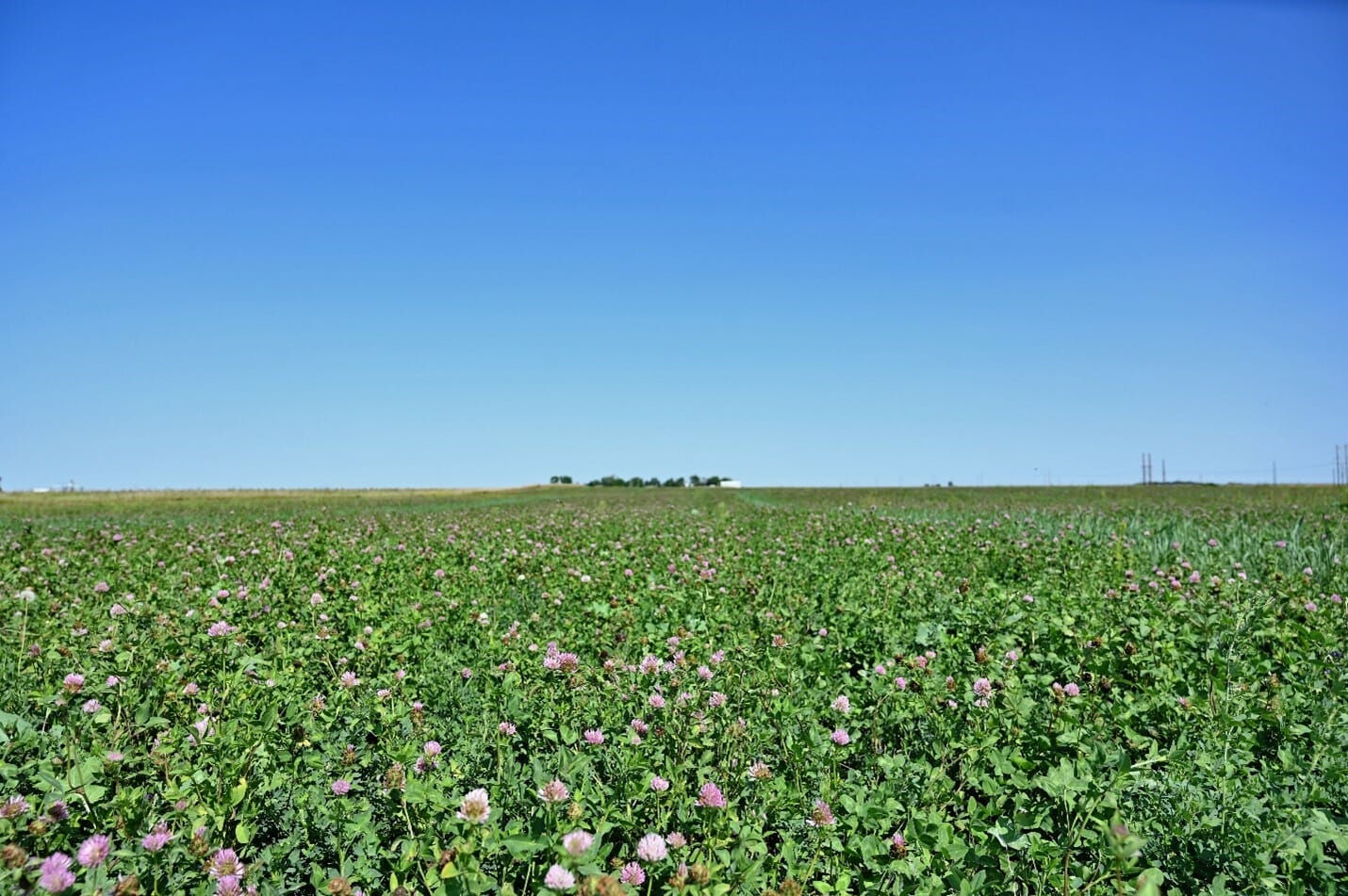 The “Why” of Winter Barley, Plus 4 Tips on Winter Barley Double Cropping