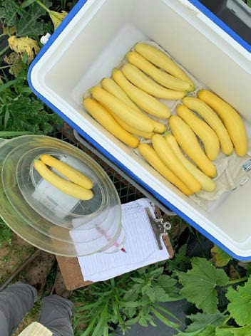 Effect of Sheep Grazing Cover Crops on Summer Squash Yield