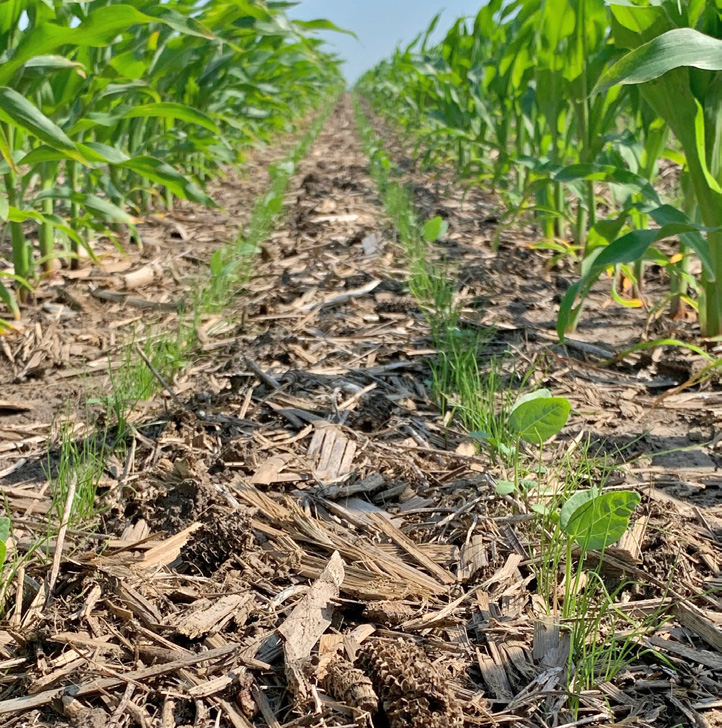 Interseeding Cover Crops to Corn in Early Summer