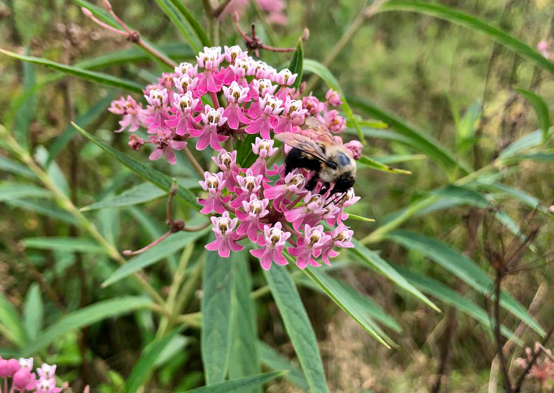 Identifying Nectar Resources on Farms